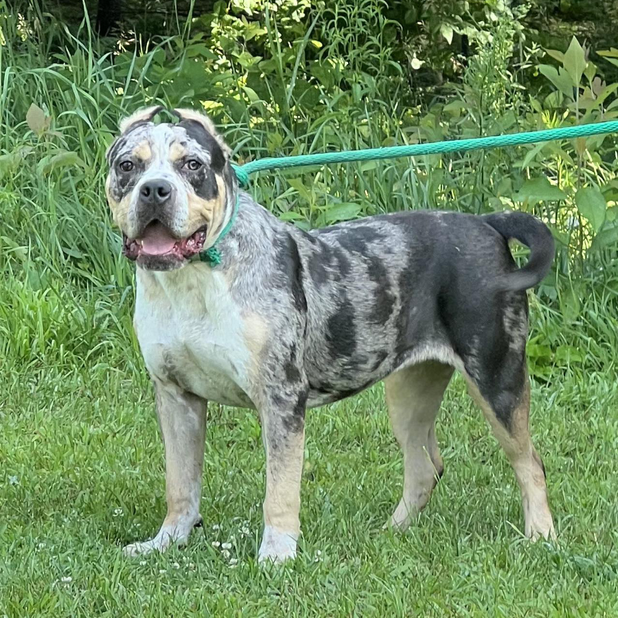 Porche-2yo-female-backyard