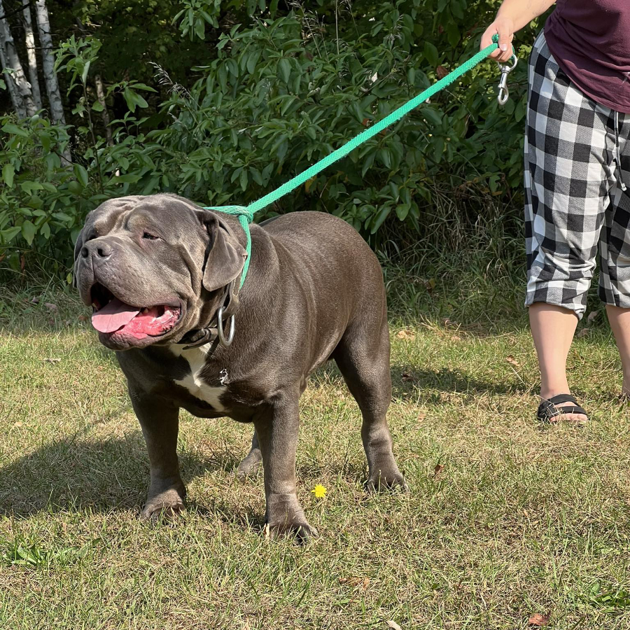 Simba 4 years old male